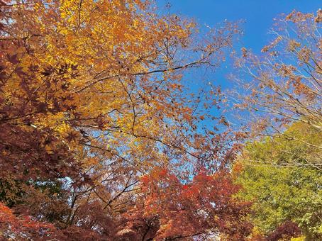 鮮やかな秋景色 色とりどり,鮮やか,植物の写真素材