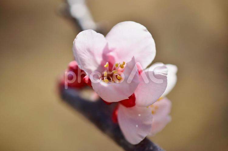 ＜春のイメージ＞梅の花 梅,花,梅の花の写真素材