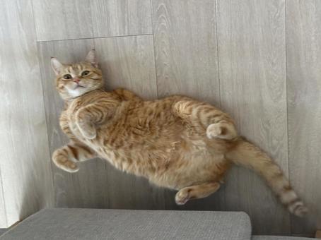 ねころがりねこ ねころがりねこの写真