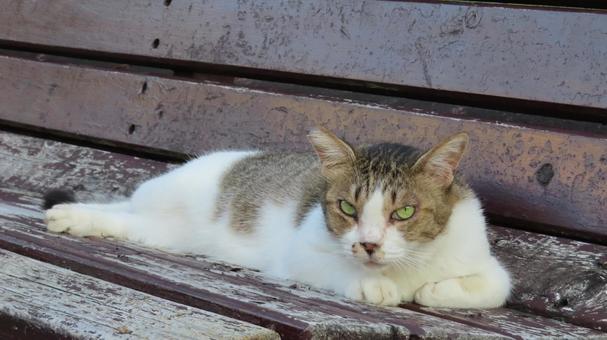 カメラ目線で夕涼みしているもふもふな猫様 カメラ目線で夕涼みしているもふもふな猫様の写真