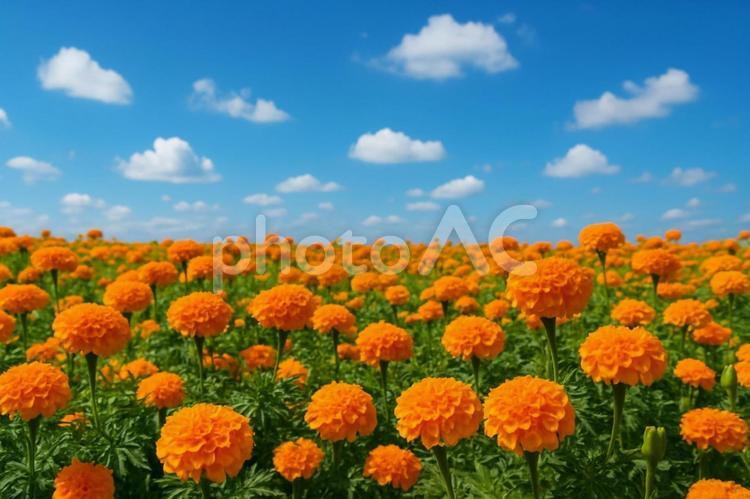 爽やかな青空と鮮やかなマリーゴールド畑 マリーゴールド,花畑,青空の写真素材
