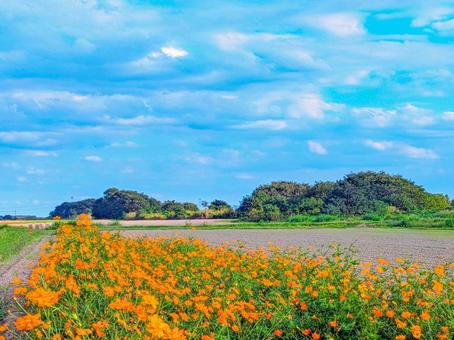 キバナコスモスと青空 キバナコスモスと青空 キバナコスモス,秋,秋の花の写真素材