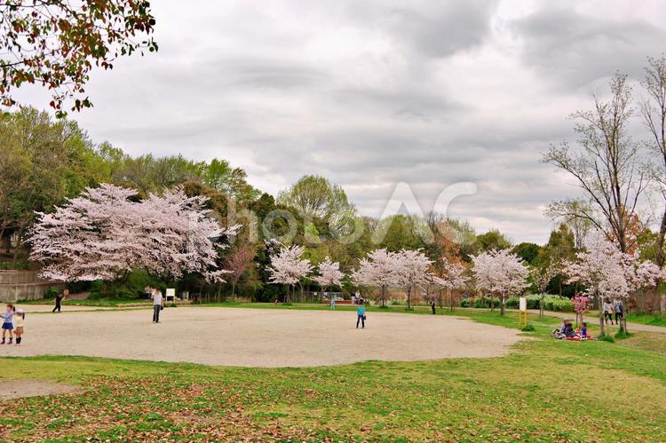桜咲く公園風景 サクラ,桜,ソメイヨシノの写真素材