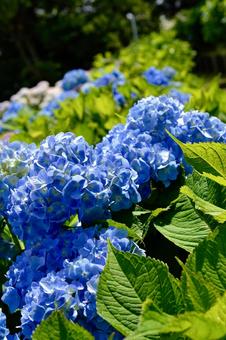 紫陽花 紫陽花の写真