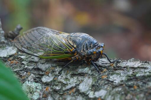 木にとまるクマゼミ2　セミ素材　風景 クマゼミ,蝉,虫取りの写真素材