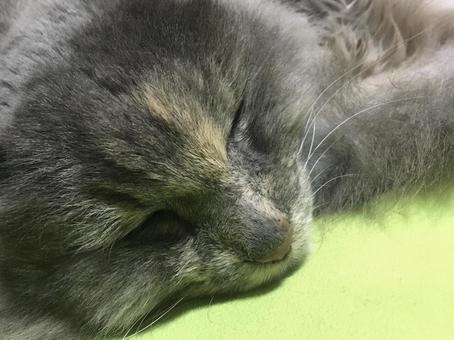 ねこ ねこの写真