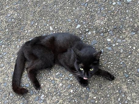 アスファルトに寝転ぶ黒猫 黒猫,猫,ねこの写真素材