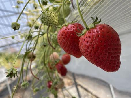 いちご狩り 食べ物,イベント,いちご狩りの写真素材