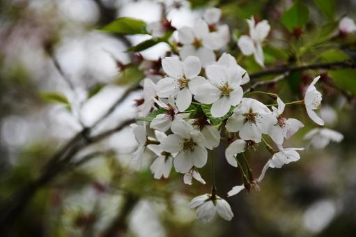 桜(染井吉野・ソメイヨシノ) 桜(染井吉野・ソメイヨシノ)の写真