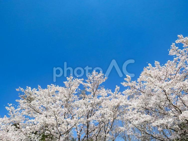 春イメージ〜満開の桜の木と青空 サクラ,さくら,桜の写真素材