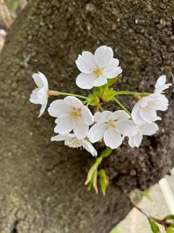 桜 桜の写真