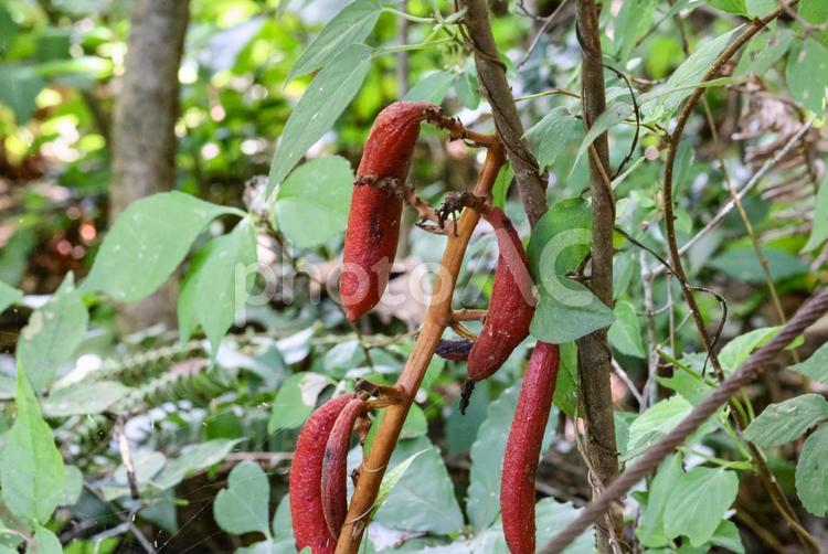 ツチアケビの果実 ツチアケビ,赤い,ラン科の写真素材