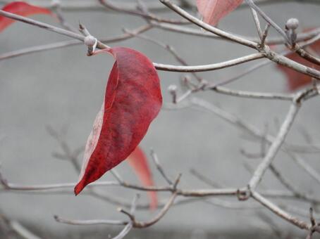 【風景写真】晩秋の風景 紅葉,葉っぱ,晩秋の写真素材