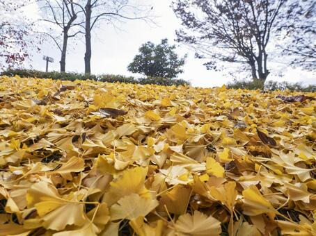 一面に広がる黄金色のイチョウ落ち葉 イチョウ,落ち葉,黄葉の写真素材