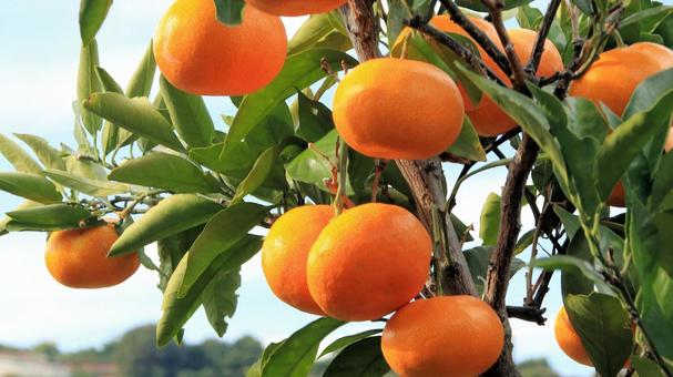 沼津市西浦のみかん園 みかん園,秋,初冬の写真素材