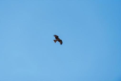 大空を優雅に舞うトビ 大空を優雅に舞うトビの写真