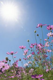 コスモスと青空 コスモスと青空 コスモス,花,ピンクの写真素材