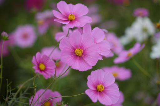 コスモス（安城市赤松町）の写真