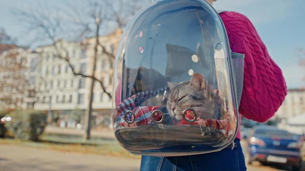 リュックで眠る猫 リュックで眠る猫 ブリティッシュショートヘア,猫,リュックの写真素材