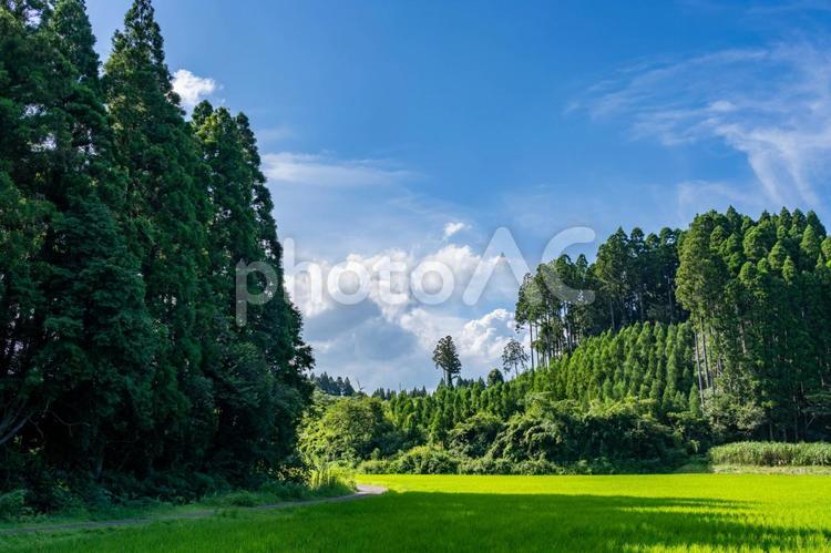 夏の青空と白い雲 青空,空,雲の写真素材