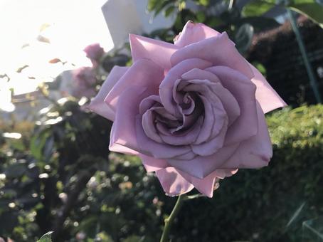 花 花の写真