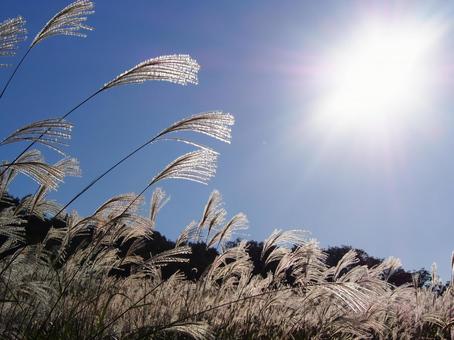 晴れのススキ 晴れのススキの写真