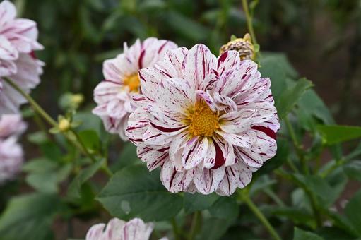 彩雲（さいうん）と言うダリアです ダリア,彩雲,キク科の写真素材