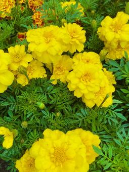Marigold, JPG Marigold, JPG