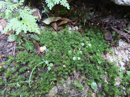 Photo, moss, natural, ground, 