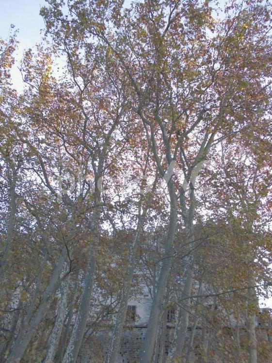 秋の木 木,ブランチ,紅葉の写真素材