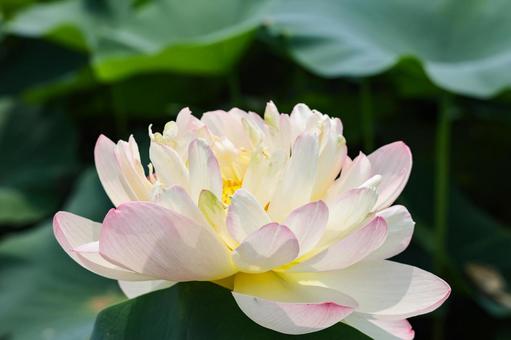 ハスの花 クローズアップ ハスの花 クローズアップの写真