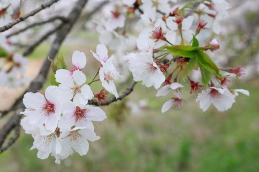 桜の花びら 桜の花びらの写真
