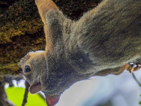 木にとまるニホンリス 木にとまるニホンリスの写真