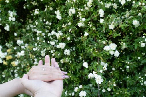 花に包まれた手と指輪の約束③ 花に包まれた手と指輪の約束③の写真