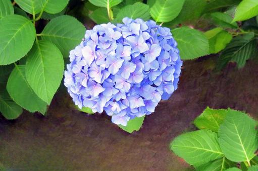 薄紫の紫陽花の花 薄紫の紫陽花の花 紫陽花,梅雨,花の写真素材