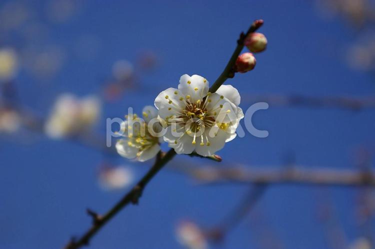 白い梅の花と蕾、青空背景、横構図 ウメ,梅,うめの写真素材