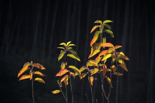 紅黄葉 紅黄葉の写真
