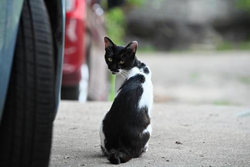 京都浄瑠璃寺のにゃんこ 京都浄瑠璃寺のにゃんこ 1匹,のらねこ,屋外の写真素材