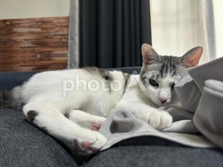 グレーのシャツと猫⑤ ペット,動物,生き物の写真素材