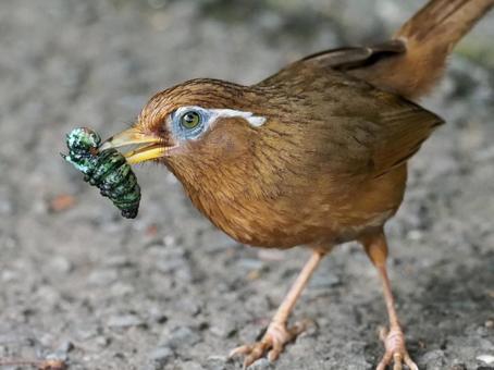 イモムシを咥えるガビチョウ イモムシを咥えるガビチョウの写真