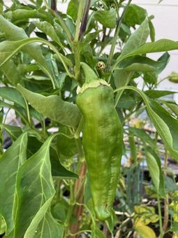 ピーマンの写真
