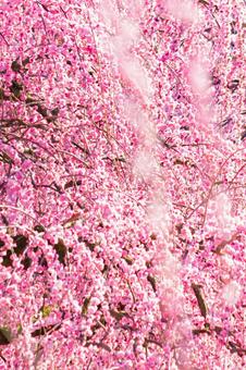 Plum Garden 6 in Suzuka Forest Garden, Mie Prefecture, JPG Plum Garden 6 in Suzuka Forest Garden, Mie Prefecture, JPG