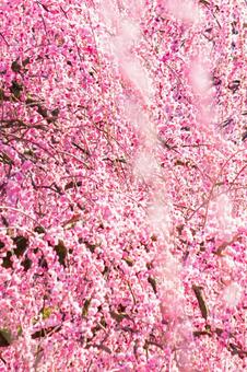 Plum Garden 6 in Suzuka Forest Garden, Mie Prefecture, सुजुका वन उद्यान, mie प्रान्त, बेर, JPG