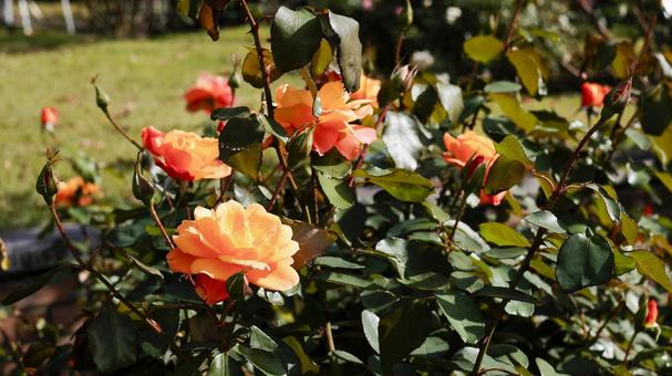 【花の写真】ばらの花 rose,植物,園芸の写真素材