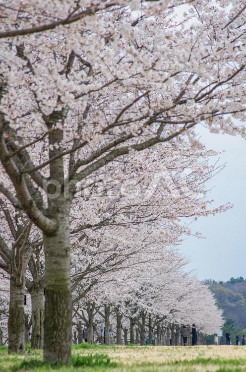 栃木県さくら市　ゆうゆうパーク周辺の桜 栃木県,桜,桜スポットの写真素材