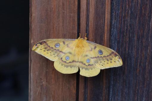 ウスタビガ 虫,ウスタビガ,蝶の写真素材