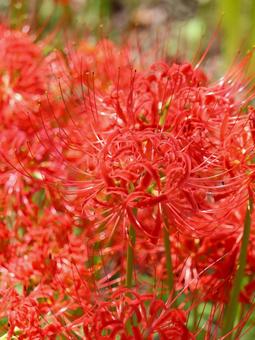 Photo, marlin, higambana, autumn, 