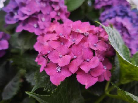 アジサイ(紫陽花) アジサイ(紫陽花)の写真