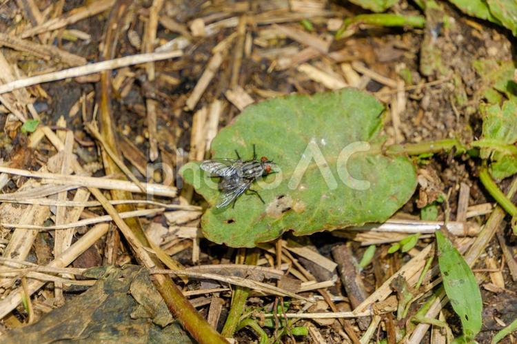 地面にとまるニクバエの姿 ニクバエ,ハエ,昆虫の写真素材