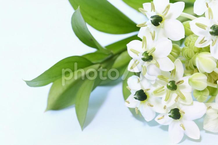 星形の白い小花オーニソガラムサンデルシー 星形,白い花,オーニソガラムの写真素材